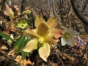 37 Festa di fiori sui sentieri al Monte Zucco - Helleborus niger (Elleboro-Rosa di Natale)